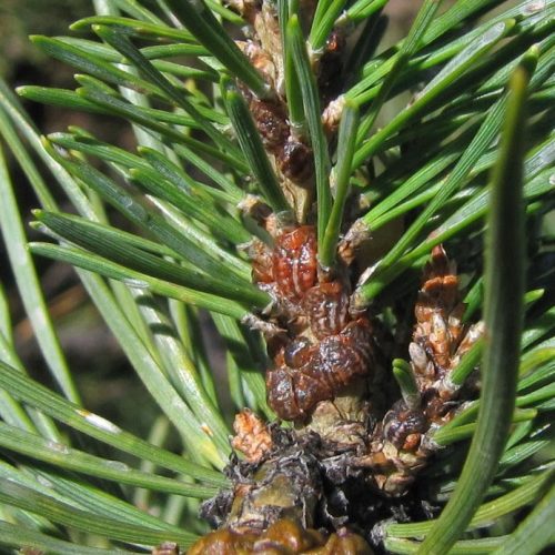 Close-up of pine tree branch with needles infested by Striped pine scale