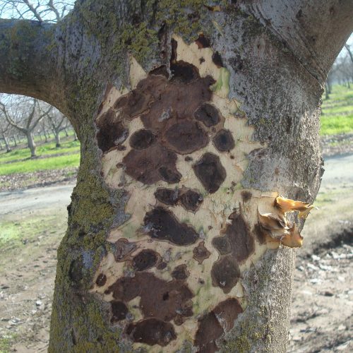 Tree trunk with black Thousand Cankers disease symptoms.