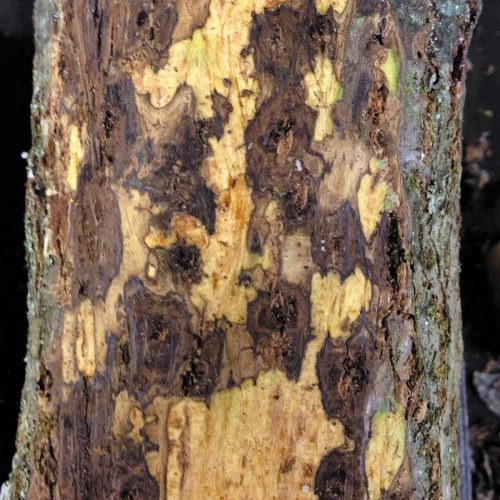 Tree bark close-up showing A Thousand cankers disease damage