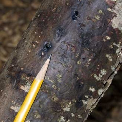 Dark staining of black walnut bark around the entrance and exit holes made by walnut twig beetle, a symptom of thousand cankers disease, caused by an unidentified species of Geosmithia.