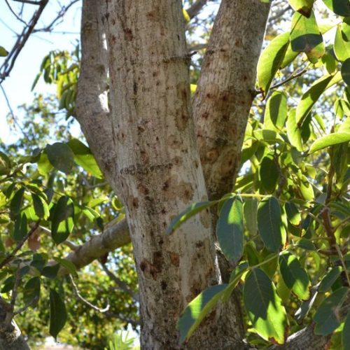 Close-up of tree trunk Thousand cankers disease & walnut twig beetle damage