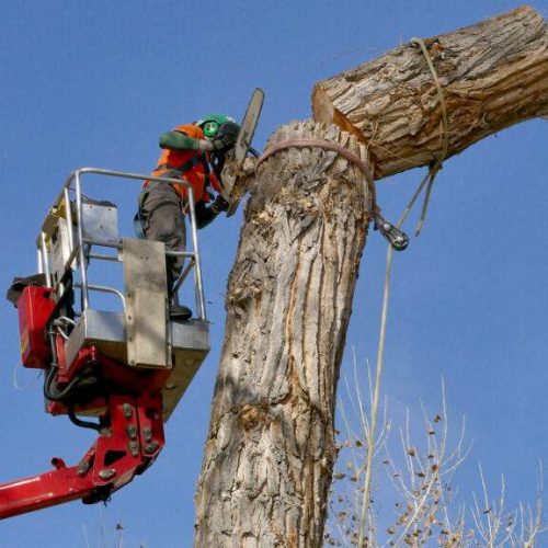 Worker pruning tree from elevated platform