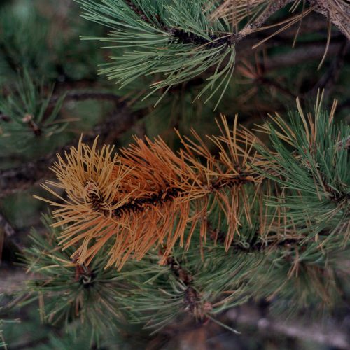 Close-up of pine needles with Twig beetle damage turning brown