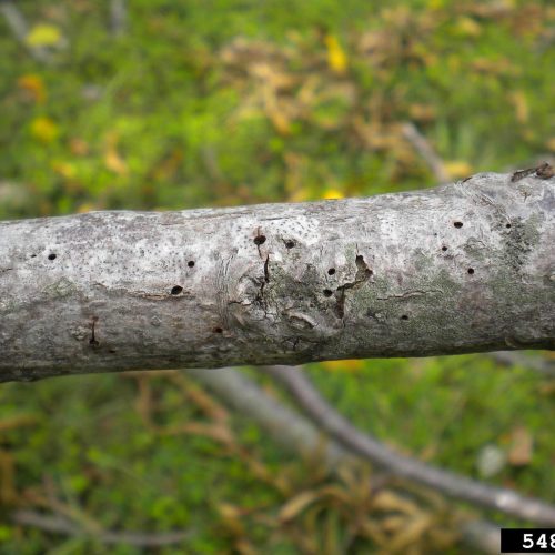 Tree branch with small Walnut Twig Beetle holes on surface.