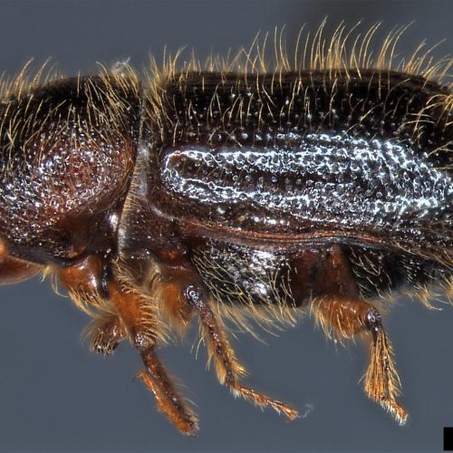 Close-up of Western Basalm Bark Beetle side view.