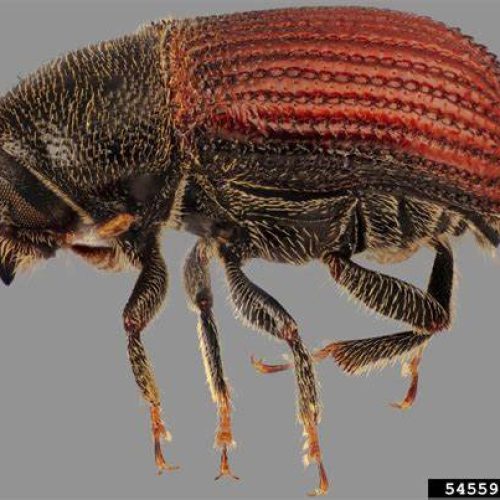 Close-up of Western Cedar Bark Beetle on gray background.