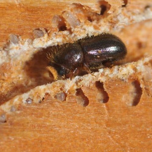 Western basalm bark beetle burrowing into wood, close-up view.