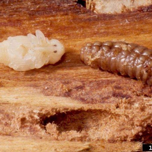 Two larvae of White Pine Weevil on textured wood surface
