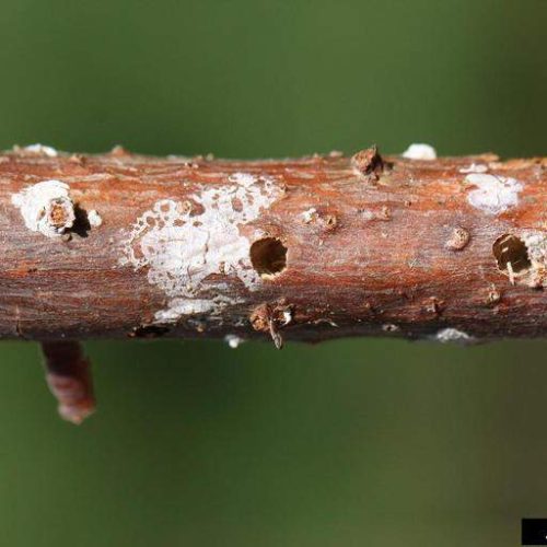 Close-up of White Pine Weevil damage on tree branch