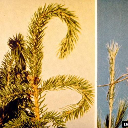 Healthy vs damaged pine branches comparison