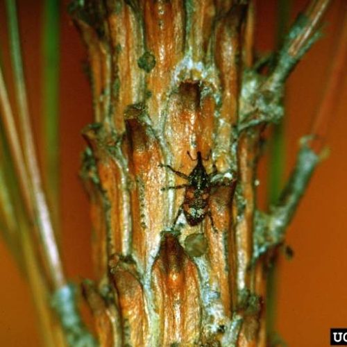 White-Pine-Weevil bark of tree, close-up view