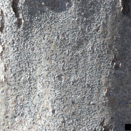 Tree bark texture with small bumps and marks, a common sign of Willow Scale infection