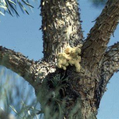 Close-up of tree bark with resin sap, sign of Zimmerman Pine Moth damage