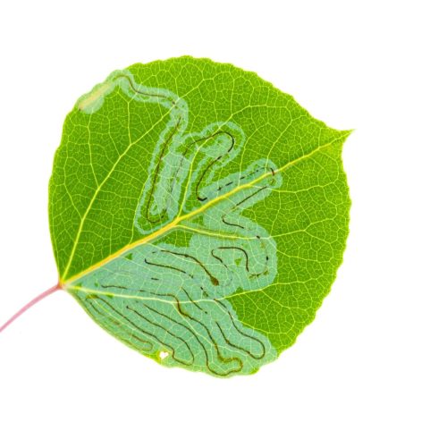 Green leaf with intricate aspen leaf miner trails