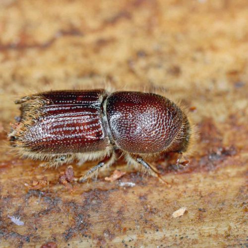 Close-up of textured bark beetle on wood.