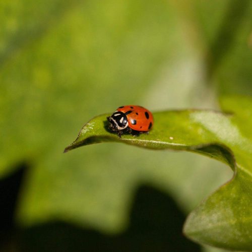 Ladybug perched on vibrant green leaf