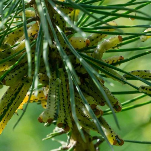 Caterpillars feeding on lush green pine needles.