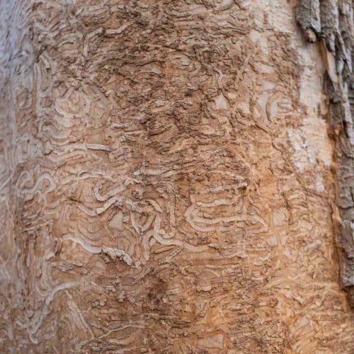 Close-up of tree trunk with Ash Bark Beetle trails