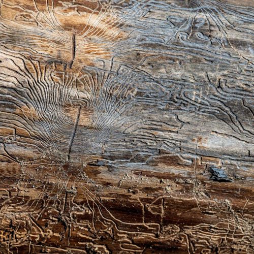 Intricate wood patterns from beetle infestation