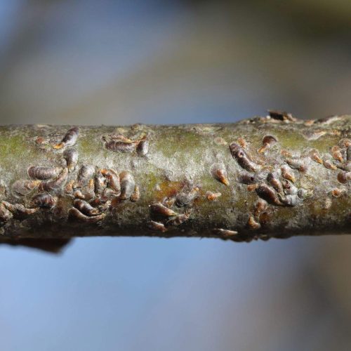 Close-up of scales on a tree branch