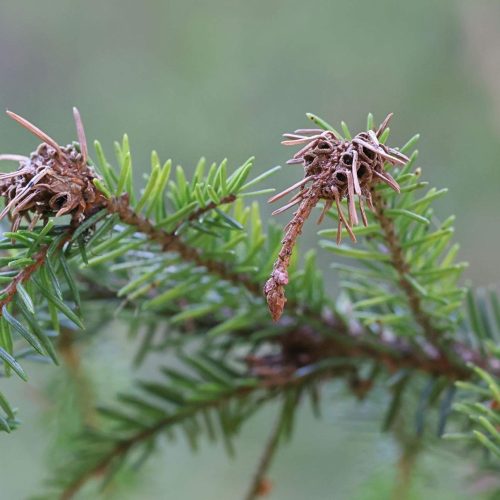 Bagworm moth cocoons on spruce tree branch