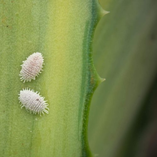 Two white mealybugs on green aloe vera leaf