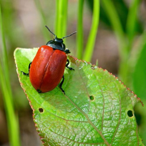 Cottonwood Leaf Beetle on green leaf, close-up view.