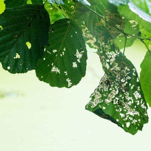 Insect Damaged green leaves with holes against blurred background