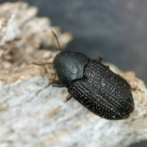 Close-up of a Mountain Pine Beetle on a gray rock