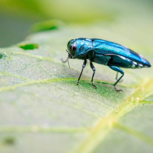 Emerald Ash Borer on green leaf close-up