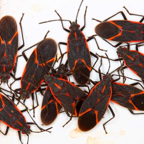Group of boxelder bugs on a light surface.
