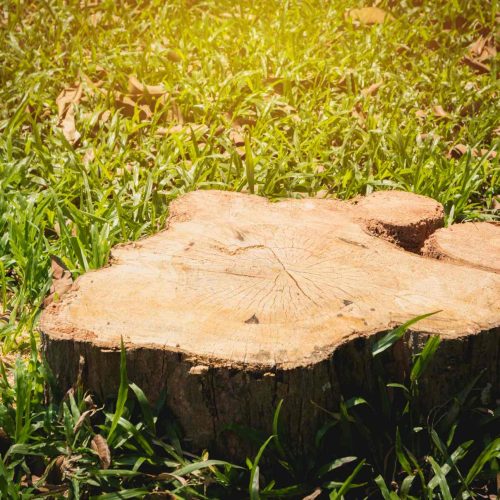 Stump Removal Services Roaring Fork Valley Colorado