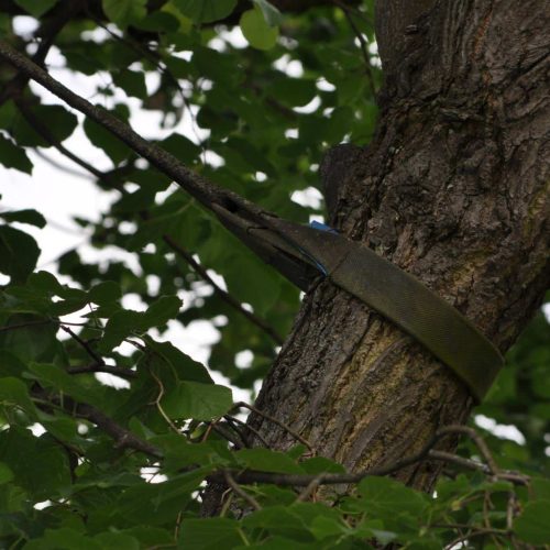 Tree trunk with green leaves secured with a strap around