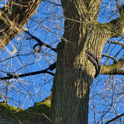 Tree trunk and branches secured with black straps, cables and braces against clear blue sky