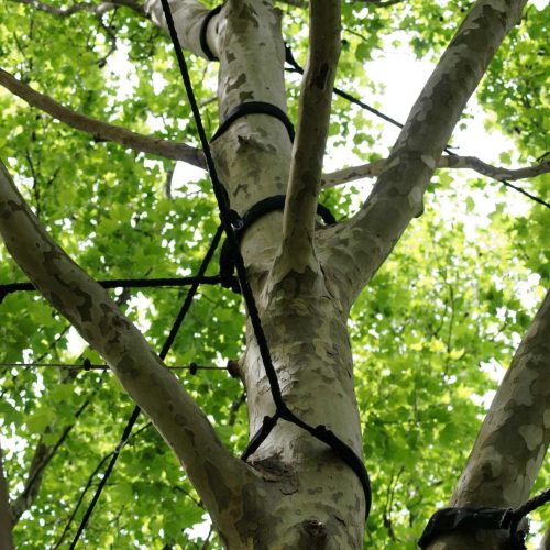 Plane tree branches with green leaves secured with black straps, cables and braces