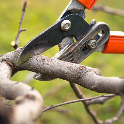 Pruning shears cutting a thick tree branch.
