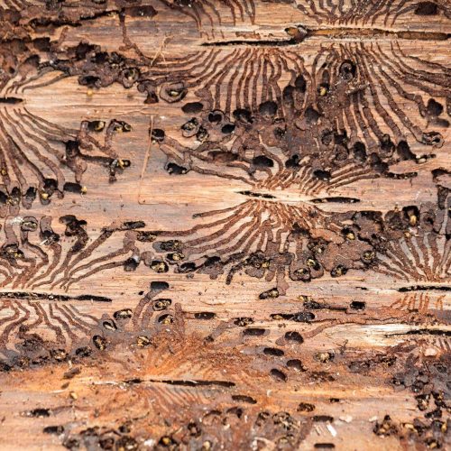 European Spruce beetle damage patterns on wood surface