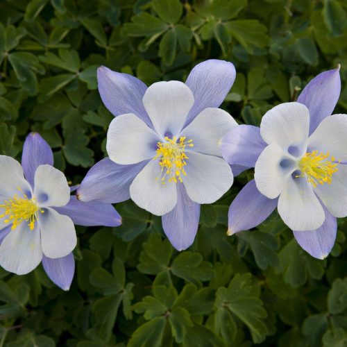 Three blue columbine flowers against green leaves