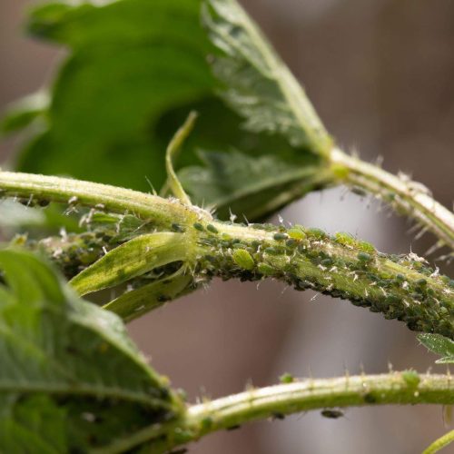 Aphids infesting a green plant stem close-up