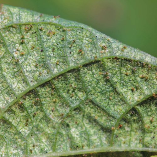 Close-up of red Spider Mite Or Two-spotted Spider Mite on a green leaf surface