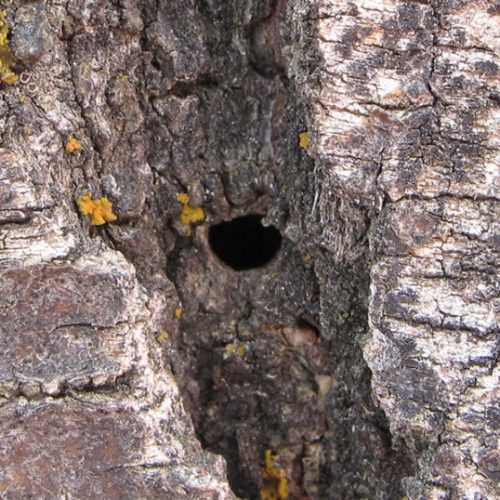Close-up of tree bark with honeylocust-borer damage