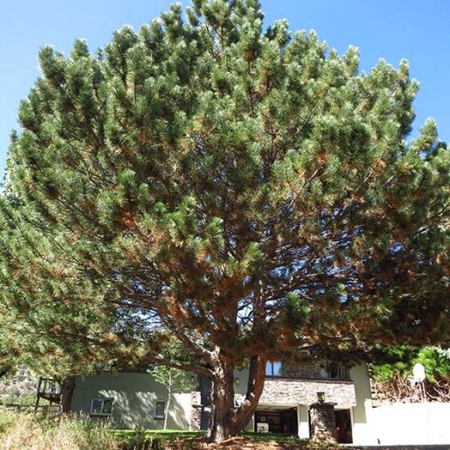 Large pine tree overshadowing house in sunny landscape