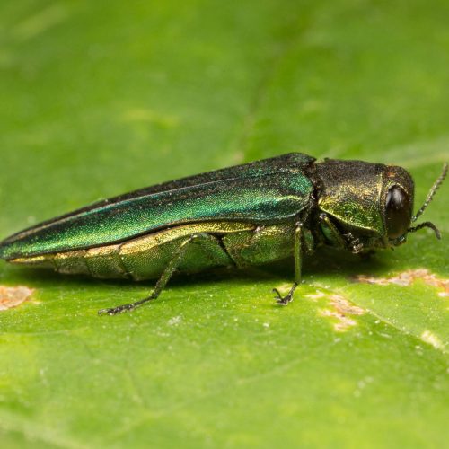 Emerald Ash Borer on green leaf close-up