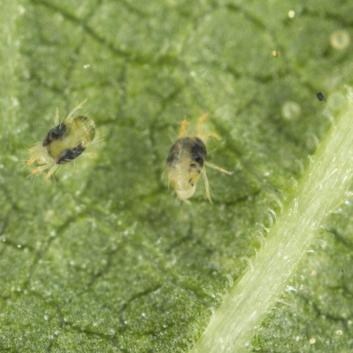 Microscopic aphids on green leaf surface