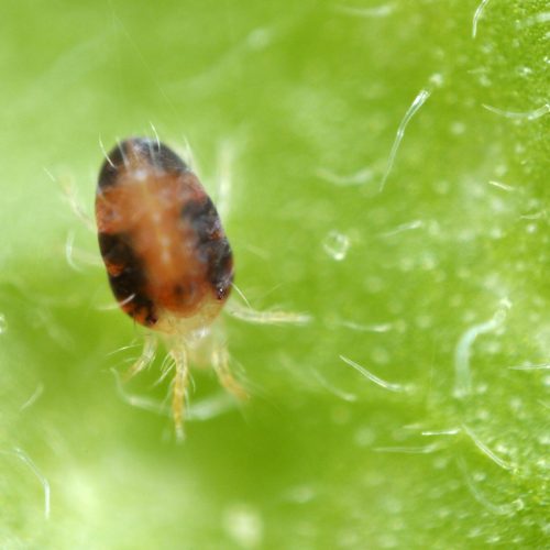Two-spotted Spider Mite Tetranychus on green leaf close-up.