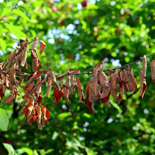 Fireblight damaged Wilted leaves on branch against vibrant green background