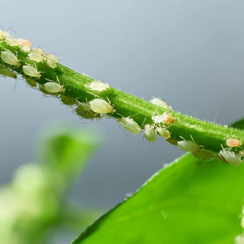 Aphids clustering on a green stem