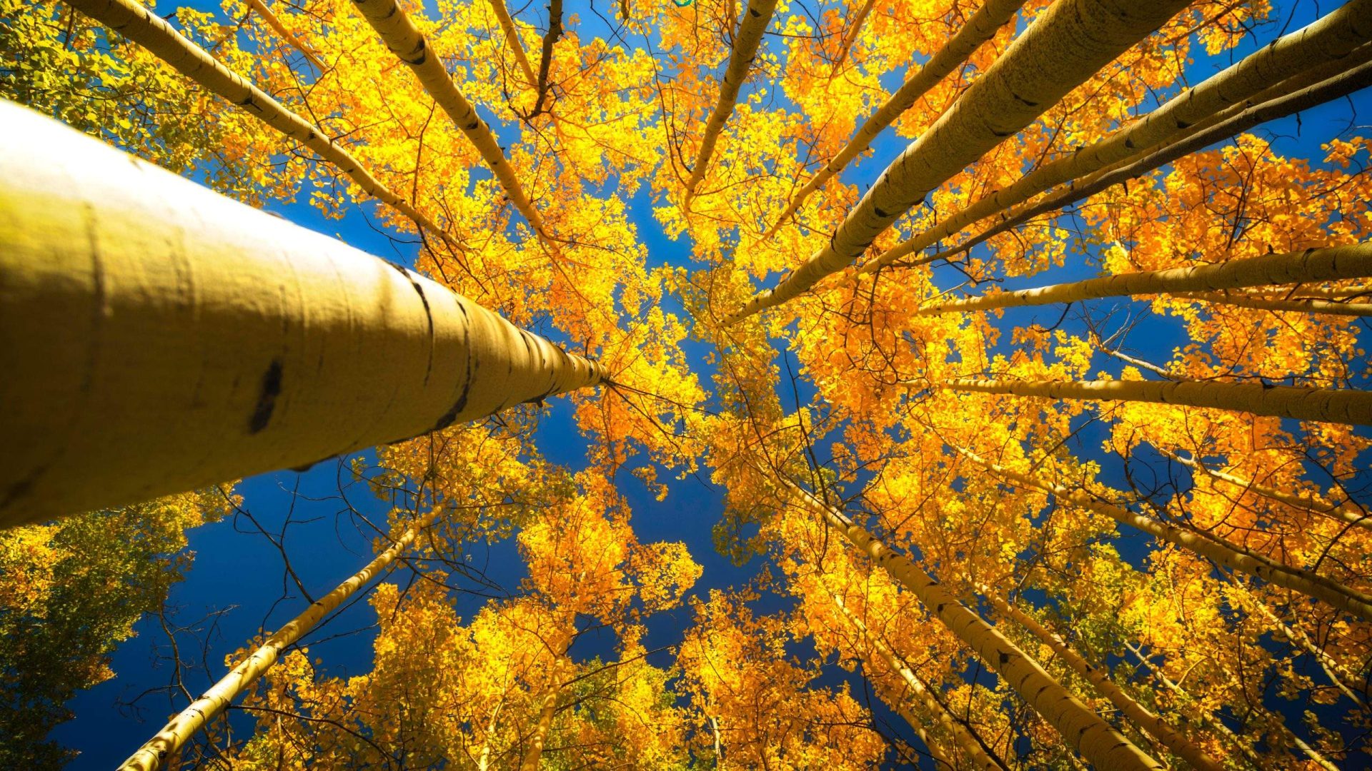 Upward view of golden aspen trees against blue sky