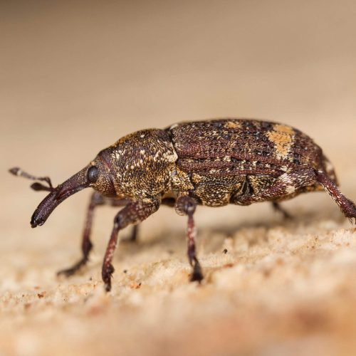 Close-up of a brown weevil on sandy surface.