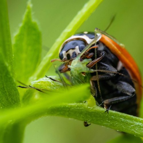 Close-up of ladybug perched on green leaf